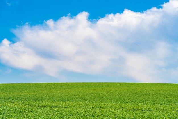 Grüne Wiesen mit blauem Himmel und Wolkenhintergrund