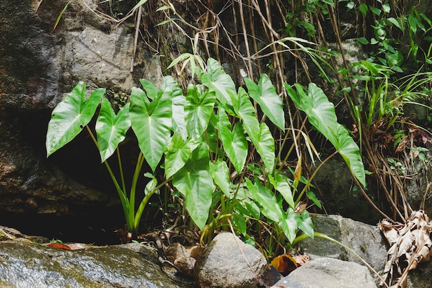 Grüne wilde Colocasia esculenta, die in der Öko-Flusspflanze in der Natur des Regenwaldes wächst