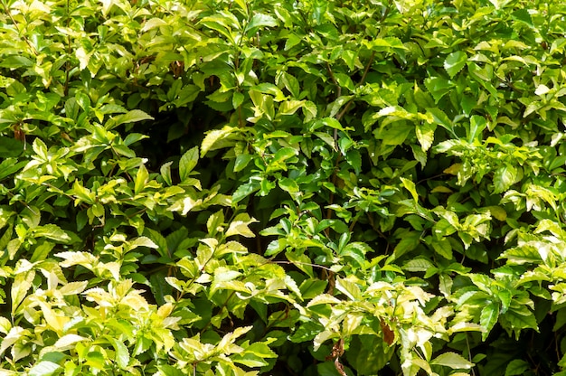 Grüne wilde teeblätter (acalypha siamensis) für natürlichen hintergrund