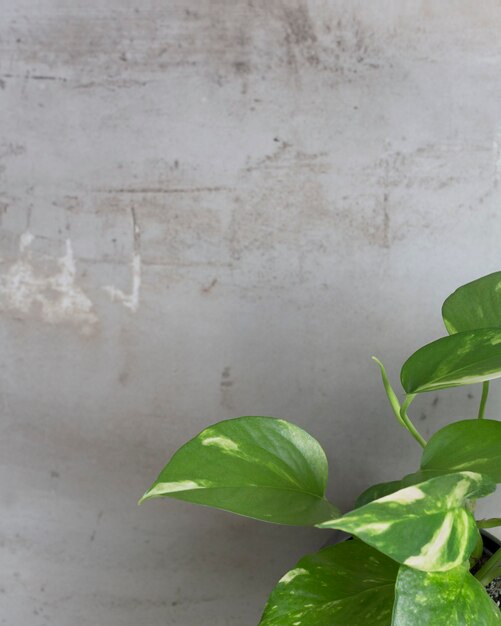 Grüne Zimmerpflanze Scindapsus Epipremnum auf grauem Hintergrund Ziergarten in der Wohnung Green House