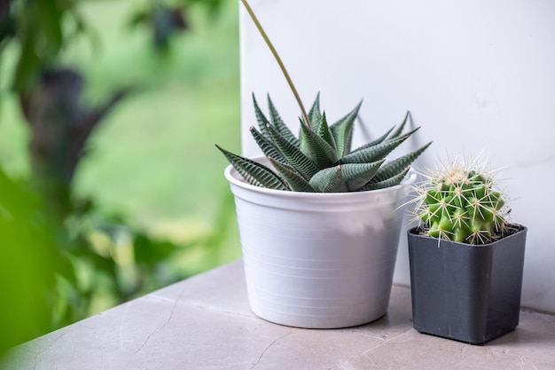 Grüne Zimmerpflanzen Kaktus Sukkulente Aloe Vera Gasteria Duval Pilea Depressa Parodia Warasii Ficus