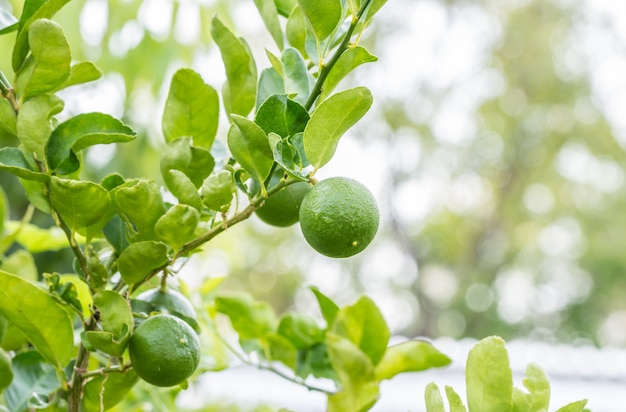 Grüne Zitronen (Limetten) auf Baum