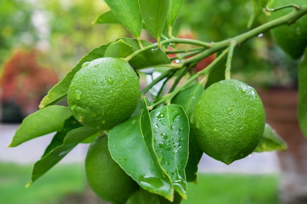grüne Zitronen mit Regentropfen, am Baum hängend