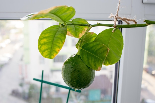 Grüne Zitronenbaumfrucht auf Fensterhintergrund Reifender Zitronenbaum Das Konzept der Hausgärtnerei