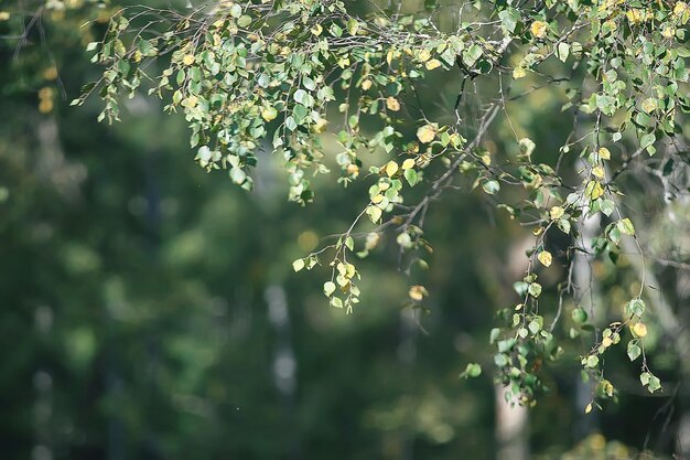grüne Zweige Blätter Hintergrund / abstrakte Ansicht saisonaler Sommerwald, Laub grün, Öko-Konzept