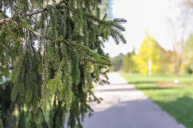 Grüne Zweige der Fichte im Frühlingspark