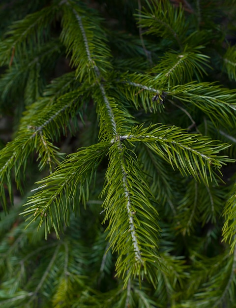 Grüne Zweige der Fichte im Wald Natur Weihnachtsbaum Urlaub