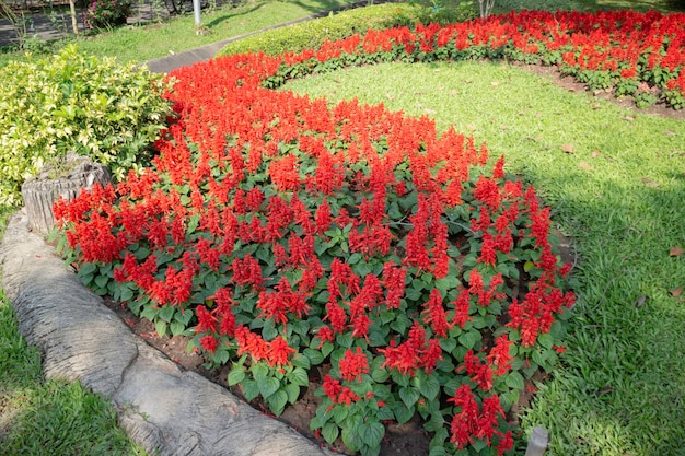 Grüne Zweige des botanischen Gartens des Blumentopfes