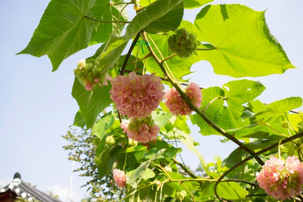 Grüne Zweige des botanischen Gartens des Blumentopfes