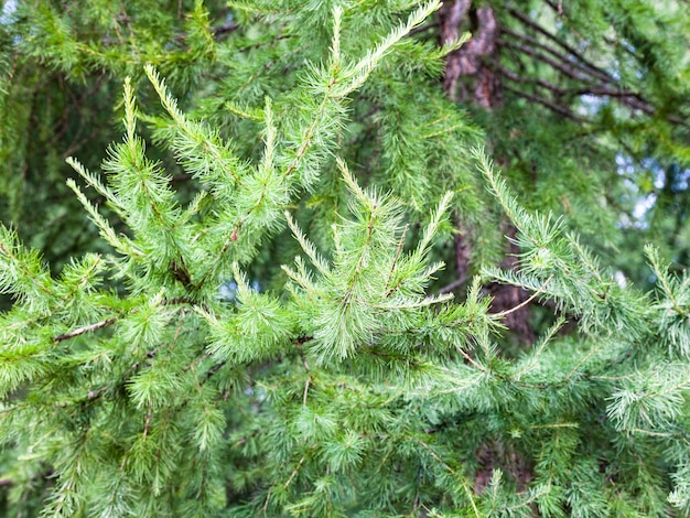 Grüne Zweige des Lärchenbaums im Wald im Sommer