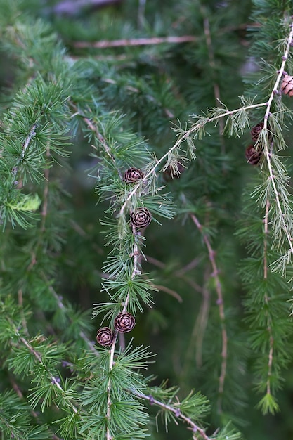 Grüne Zweige des schönen Nadelbaums mit kleinen Zapfen im Freien in der Nähe