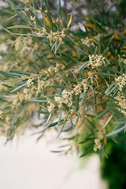 Grüne Zweige eines Olivenbaums mit Blumennahaufnahme