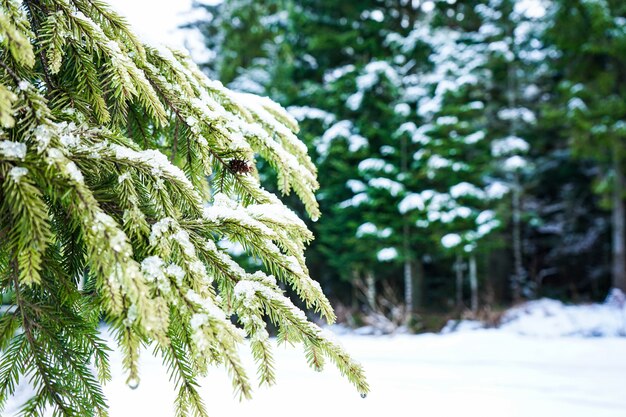 Grüne Zweige eines Weihnachtsbaumes im Schnee