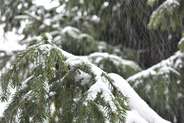 Grüne Zweige haben im Schnee gefressen