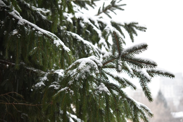 Grüne Zweige haben im Schnee gefressen