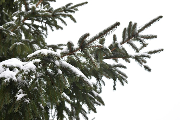 Grüne Zweige haben im Schnee gefressen