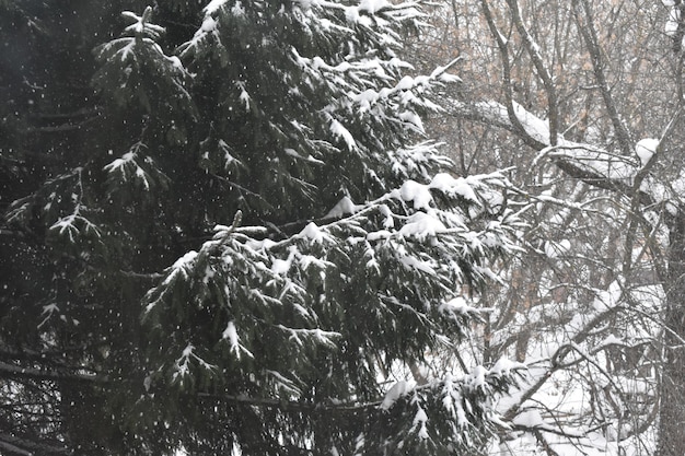 Grüne Zweige haben im Winter gefressen