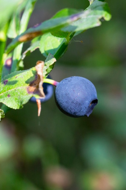 Grüne Zweige mit Heidelbeere im Wald. Beeren von Waldheidelbeeren. Bündel Beeren