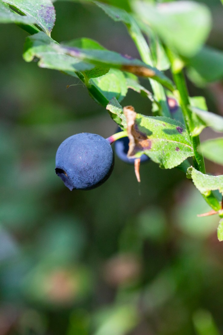 Foto grüne zweige mit heidelbeere im wald. beeren von waldheidelbeeren. bündel beeren