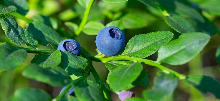 Foto grüne zweige mit heidelbeere im wald. beeren von waldheidelbeeren. bündel beeren