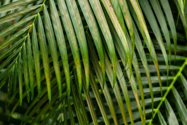 Grüne Zweige von Palmen im Tageslicht