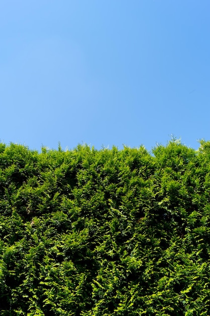 Grüne Zypressenhecke mit blauem Himmel