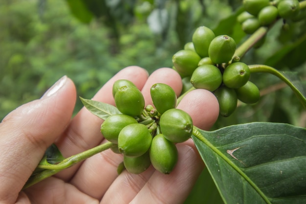 grünen Kaffeesamen halten