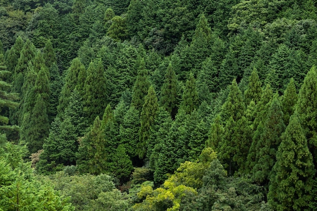 grünen Wald