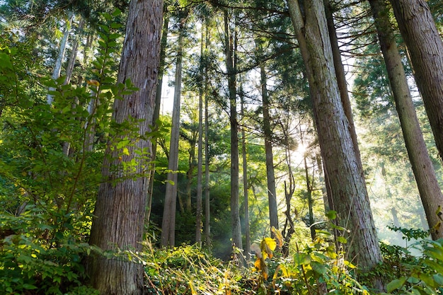 grünen Wald