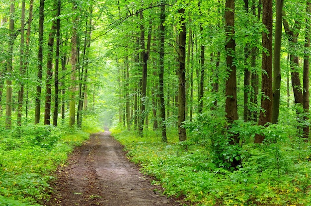 grünen Wald