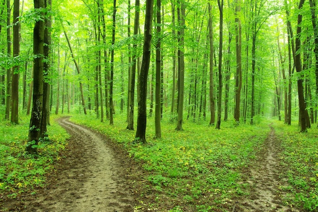 grünen Wald