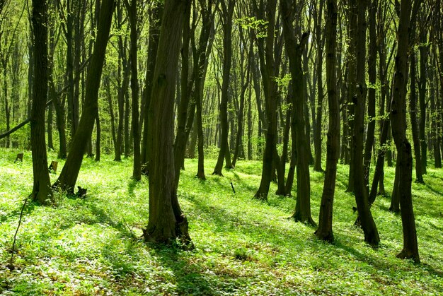 grünen Wald