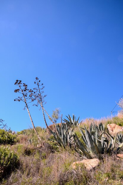 Grüner Agavenpflanzenkaktus auf den Kanarischen Inseln