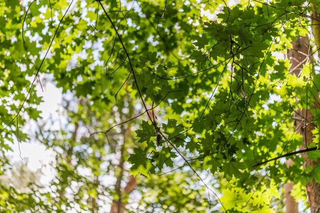 Grüner Ahornbaum hinterlässt sonnigen Sommerhintergrund mit natürlicher Bokeh-Unschärfe