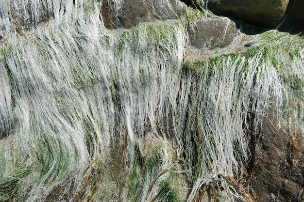 Grüner Algengrastang an der Küste von Oregon