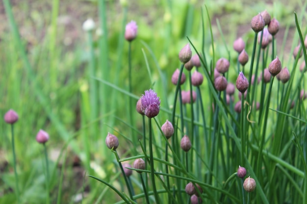 Grüner Allium Schoenoprasum mit violetten Knospen und Blüten Wilde Schnittlauchblüte Blühende Zwiebel
