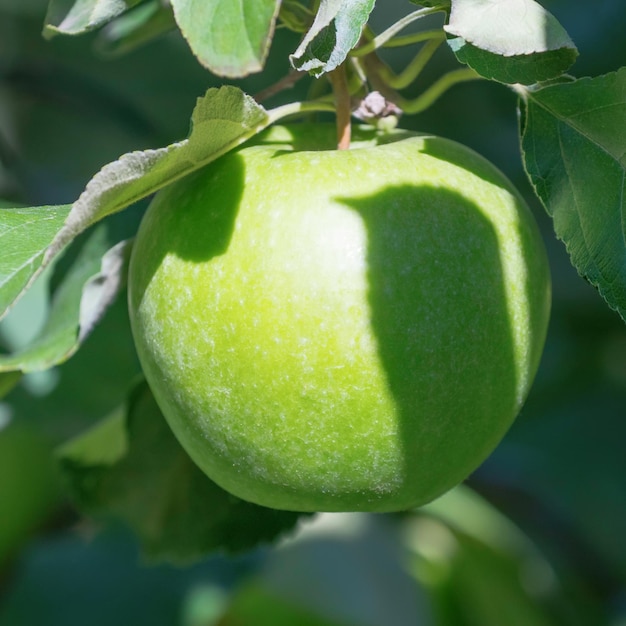 Grüner Apfel am Baum, Apfelbaum