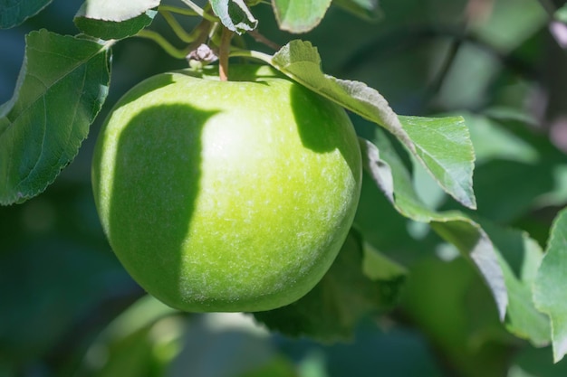 Grüner Apfel am Baum, Apfelbaum