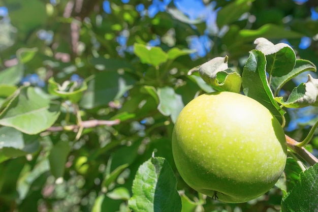 Grüner Apfel am Baum, Apfelbaum