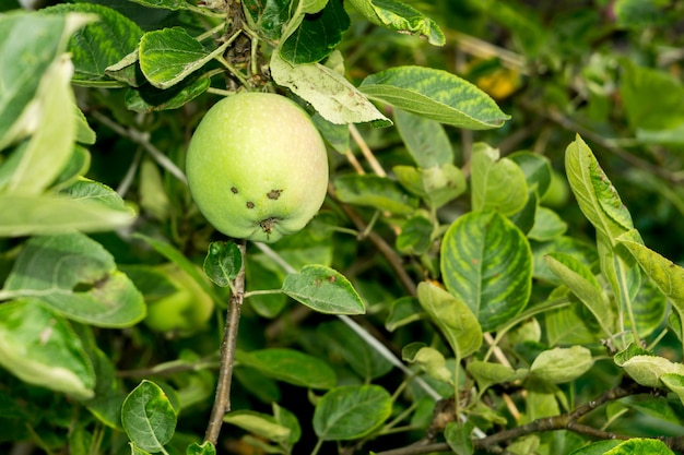 Grüner Apfel am Baum