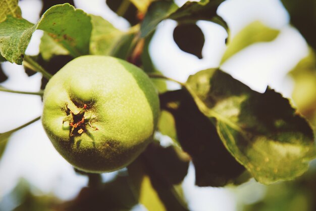 Grüner apfel auf ast im hellen sonnenlicht