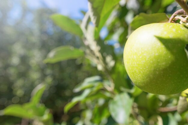 Grüner Apfel auf dem Baum Apfelbaum