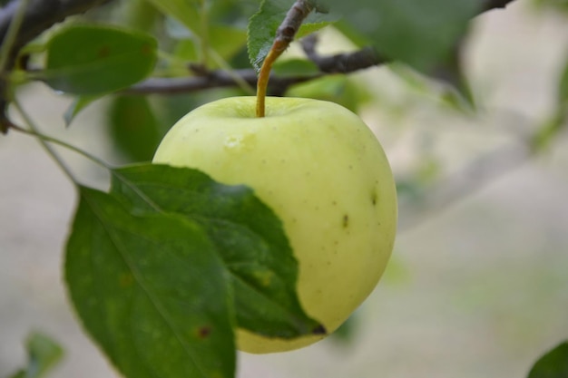 Grüner Apfel auf dem Baum, Apfelbaum