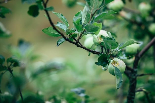 Grüner Apfel auf einem Ast