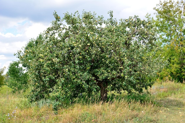 Grüner Apfelbaum mit hängenden Äpfeln isoliert auf dem Hügel aus nächster Nähe