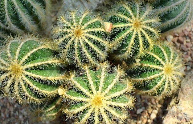Foto grüner ballkaktus aus der nähe parodia magnifica südamerika schöne pflanze