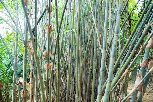 Grüner Bambus im Wald kann als Textur-Hintergrundbild verwendet werden