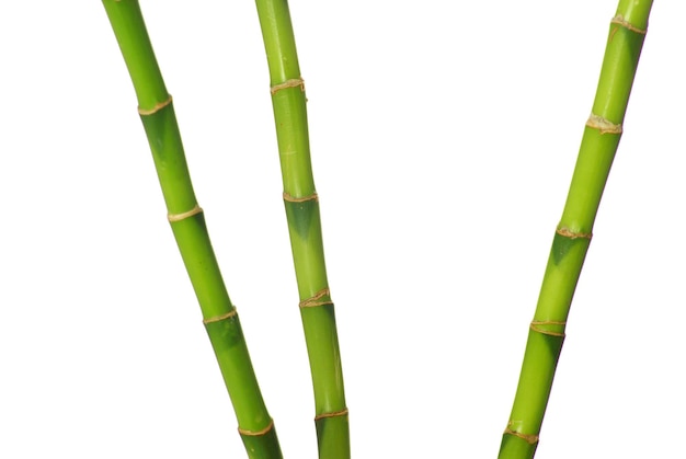 Foto grüner bambus lokalisiert auf einem weißen hintergrund