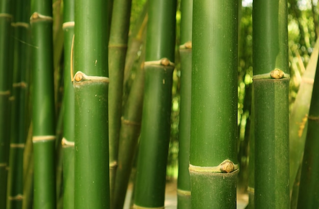 Grüner Bambusbaumstamm der Nahaufnahme des Bambuswaldes in Thailand