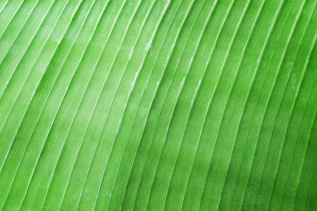 Grüner Bananenurlaubnatur-Beschaffenheitshintergrund